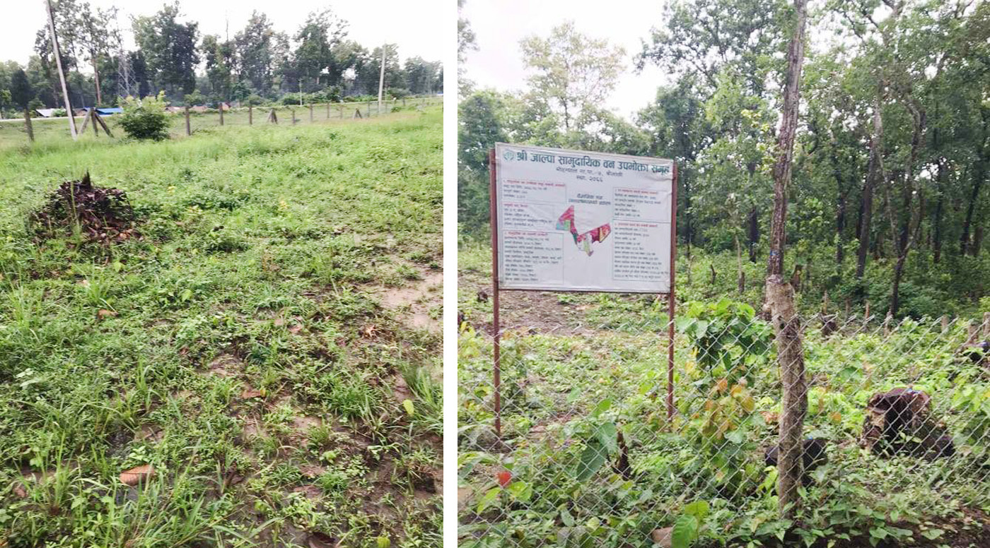 Rise in Illegal Logging in the name of Scientific Forest Management