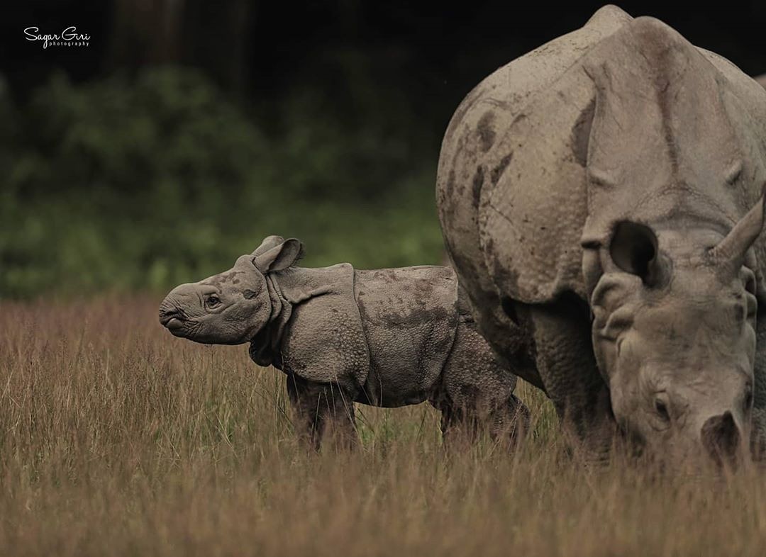 Wildlife at Risk: Political Instability and Escaped Prisoners Threaten Nepal’s Conservation Gains