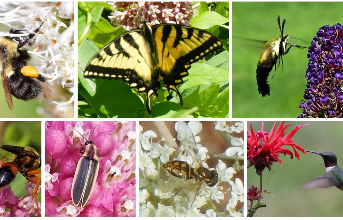 How to Solve the Declining Case of Pollinators?