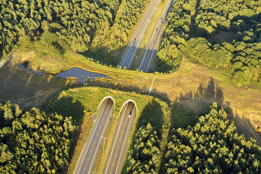 Are Wildlife Crossings Reliable Solutions Against Road Collisions?