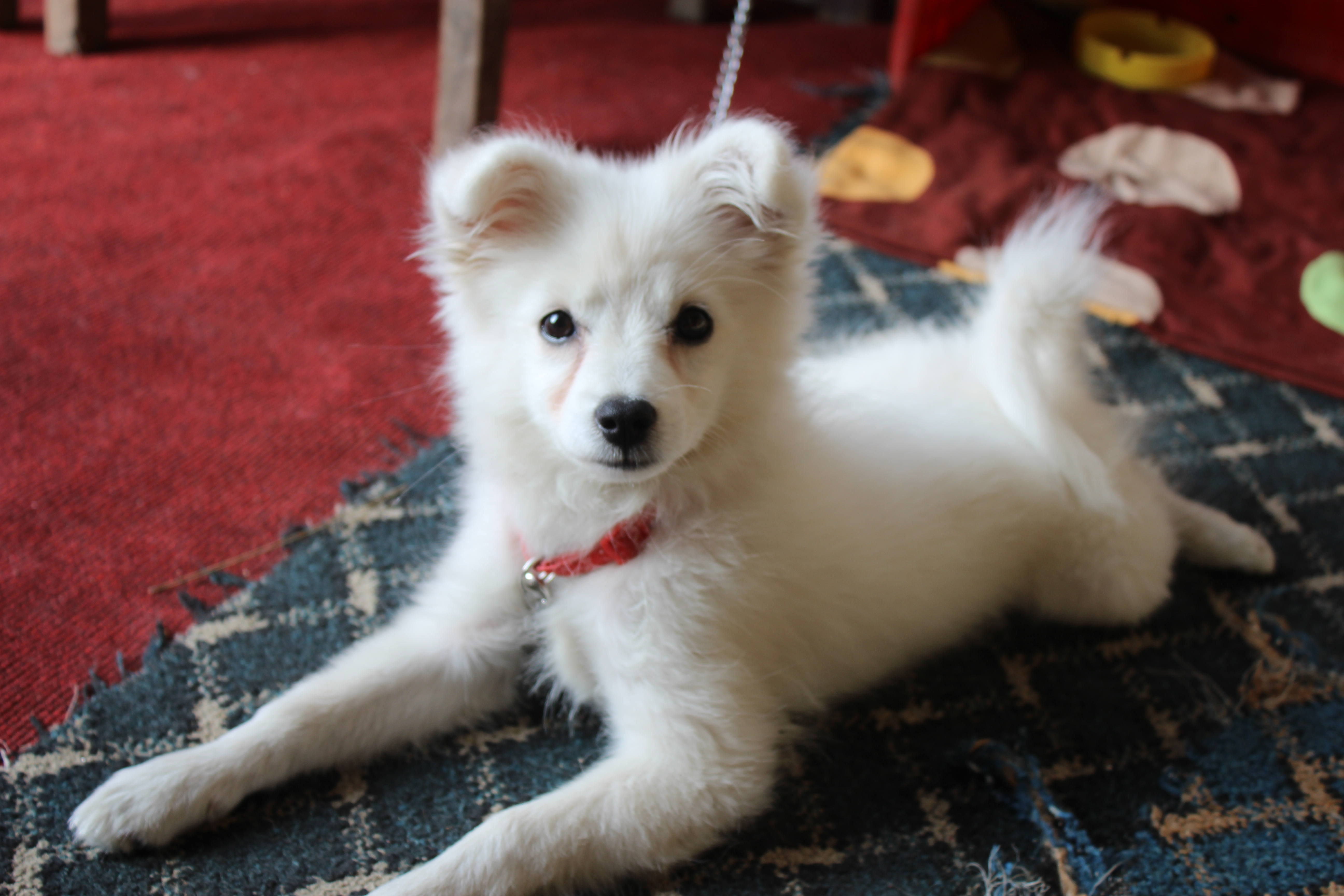 Lily says that she fought against deadly Canine Parvovirus (CPV): A dog perspective