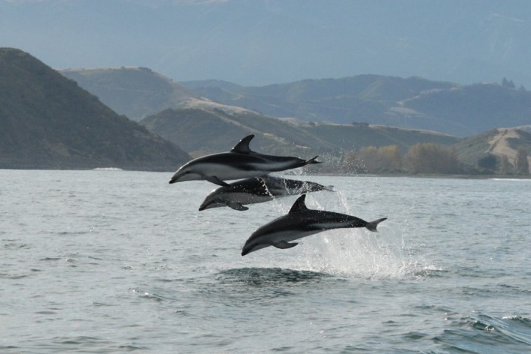 THE GANGETIC DOLPHINS: BEAUTY OF RIVERS