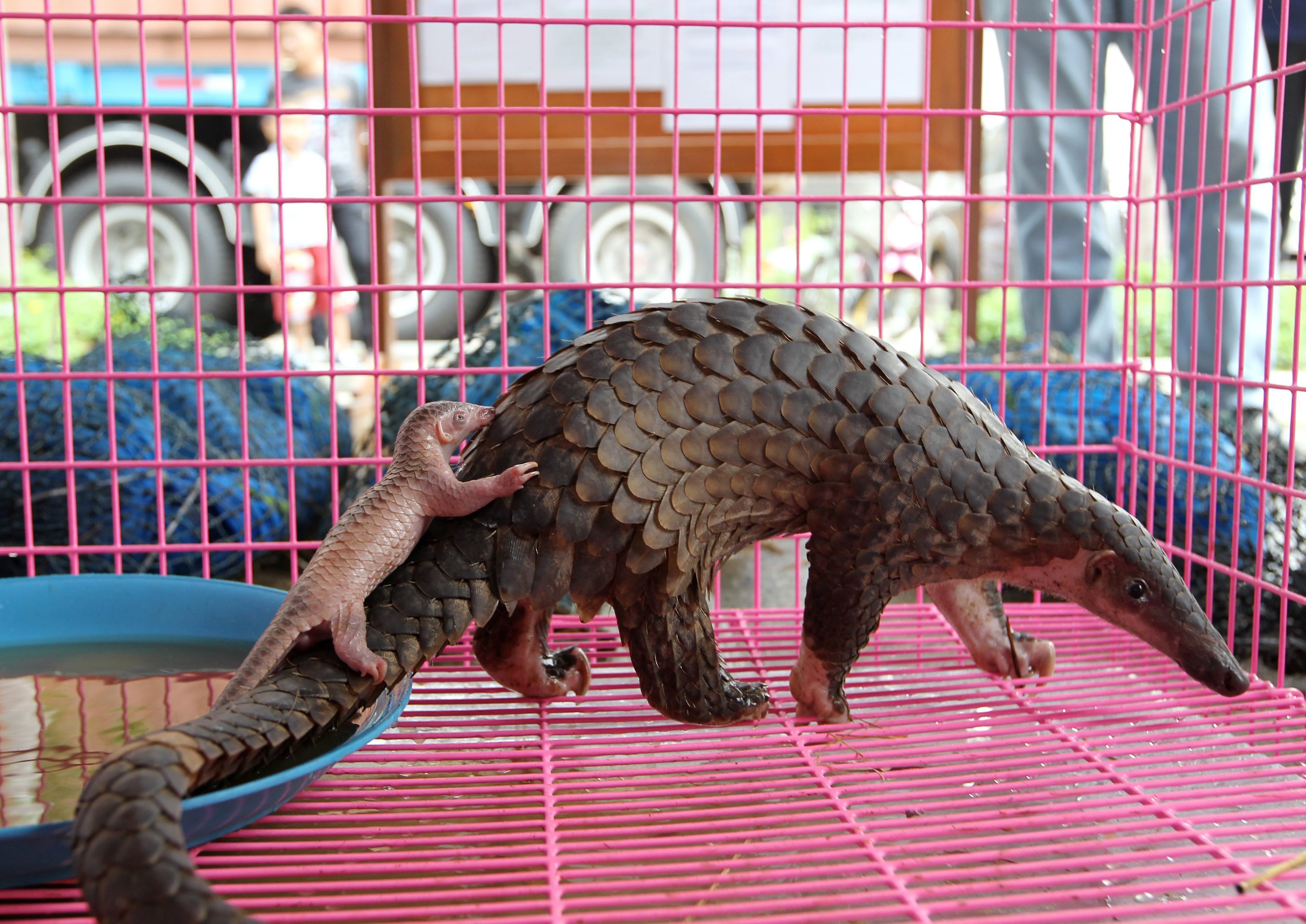 Pangolin: Racing Towards Extinction
