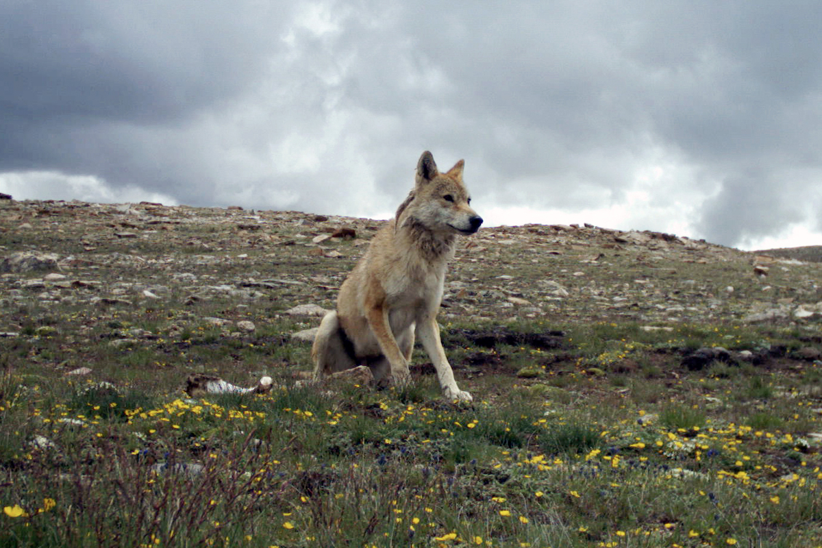 Howl of the Himalayan Wolf