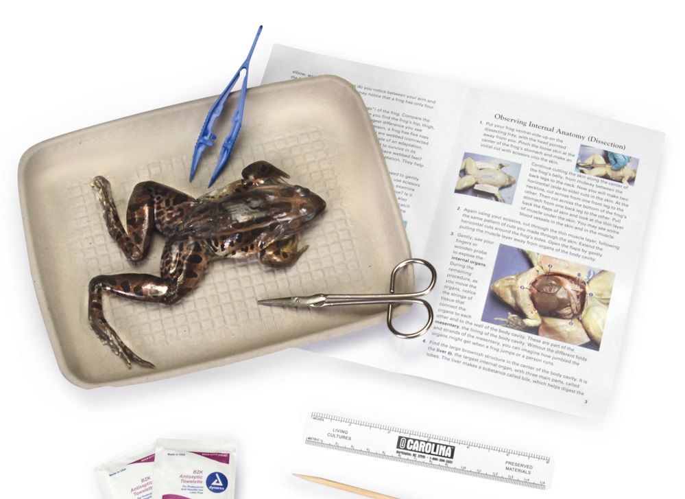 Frog Dissection: Educational Necessity or Unethical Past?