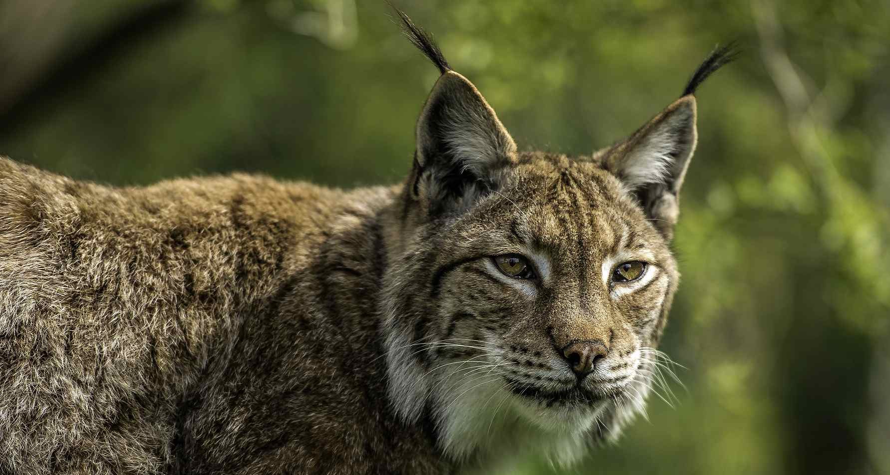 The Vulnerable Eurasian Lynx in Nepal