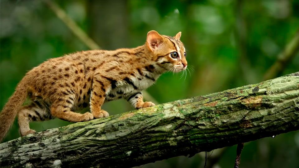 The Rusty- spotted cat: the world’s smallest feline species in Nepal