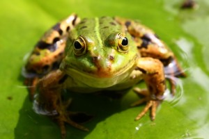 WHY CAN’T I SEE FROGS AROUND WINTER? IT’S HIBERNATING!!!!!!