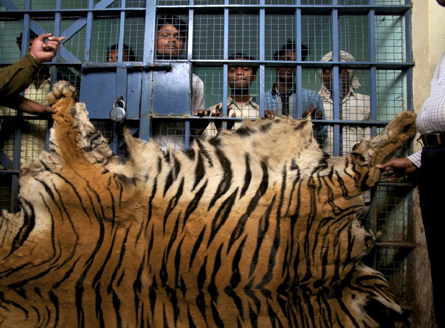 Raging a war against the Wildlife poaching