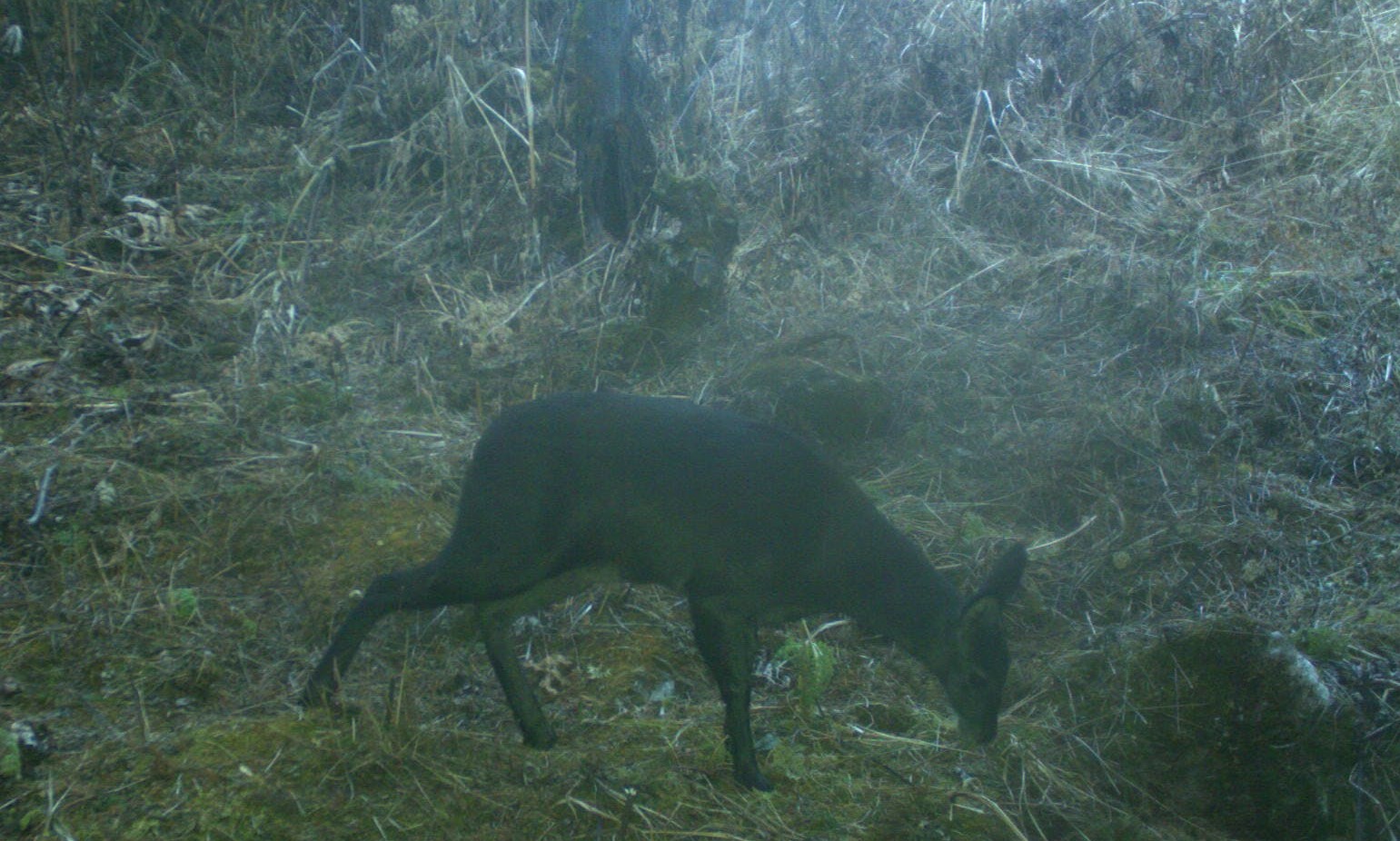 Threats and conservation strategies of Musk deer in Bhutan: Globally endangered species